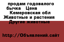 продам годовалого бычка › Цена ­ 25 000 - Кемеровская обл. Животные и растения » Другие животные   